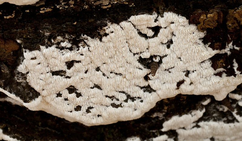 Oxyporus obducens